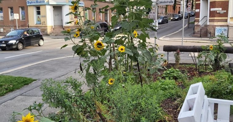 Blumenmeer im Müllberg